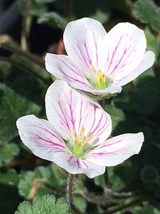 ERODIUM reichardii 'Album', 