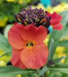 ERYSIMUM 'Winter Passion', Winter Series, Hybrid Wallflower