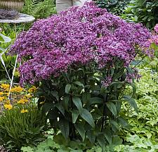 EUPATORIUM dubium 'Baby Joe', Dwarf Joe-Pye Weed