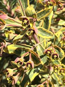 EUPHORBIA x martinii 'Ascot Rainbow', Spurge