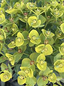 EUPHORBIA rigida, Rigid Spurge