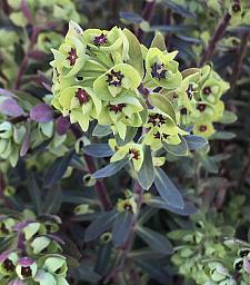 EUPHORBIA x martinii, Spurge