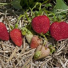 FRAGARIA x ananassa 'Albion' (Strawberry), Everbearing Strawberry