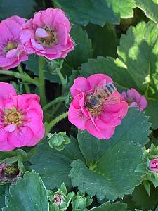 FRAGARIA x ananassa F1 'Summer Breeze Cherry Blossom', Strawberry