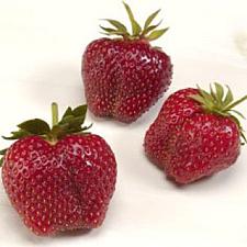 FRAGARIA 'AC Wendy', June-bearing Garden Strawberry