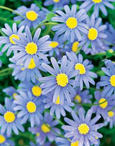 FELICIA amelloides 'Forever Blue', Blue Marguerite