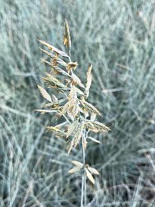 FESTUCA glauca 'Beyond Blue' ('Casca11'), Blue Fescue