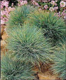 FESTUCA glauca 'Elijah's Blue', Blue Fescue