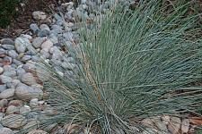 FESTUCA californica, California Fescue