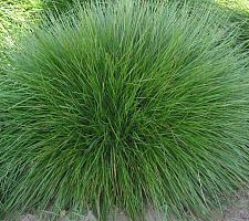 FESTUCA rubra, Red Fescue, Creeping Red Fescue