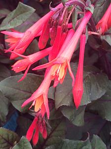 FUCHSIA triphylla 'Gartenmeister Bonstedt', Honeysuckle Fuchsia