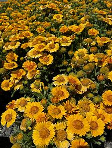 GAILLARDIA hybrida Gusto 'Lemon', Blanketflower, Gusto Series