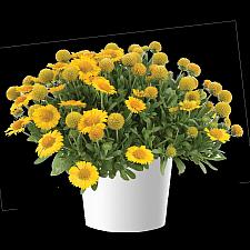 GAILLARDIA hybrida Gusto 'Lemon', Blanketflower, Gusto Series