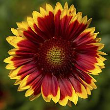 GAILLARDIA aristata Sunrita 'Red Yellow Tip', Blanketflower