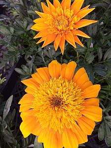 GAZANIA SunBathers 'Nahui', Treasure Flower