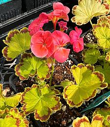 PELARGONIUM x hortorum 'Diva Queen', Type: Fancy Leaf Zonal Geranium