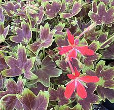 PELARGONIUM x hortorum 'Vancouver Centennial', Type: Stellar (Fancy Leaf Zonal Geranium)