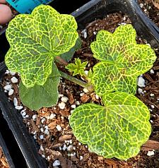 PELARGONIUM peltatum 'Crocodile', Ivy Leaf Geranium