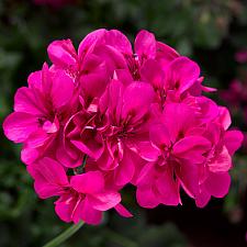 PELARGONIUM peltatum Ivy League 'Deep Pink', Ivy Geranium