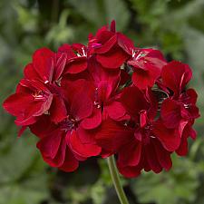 PELARGONIUM peltatum Ivy League 'Red', Ivy Geranium