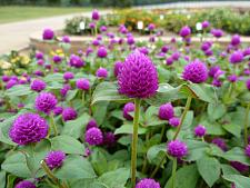 GOMPHRENA hybrida Pinball 'Purple' (syn. G. globosa Pinball 'Purple'), Bachelor's Button, Globe Amaranth, Globe Flower