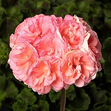 PELARGONIUM x hortorum Rosalie 'Antique Salmon', Zonal Geranium