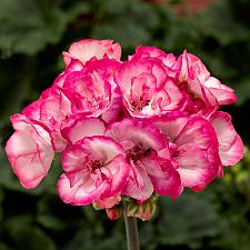 PELARGONIUM x hortorum 'Tango Strawberry Ice', Zonal Geranium