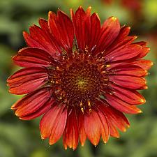 GAILLARDIA aristata Sunrita 'Burgundy', Blanketflower