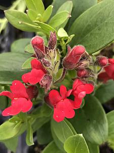 GALVEZIA speciosa 'Boca Rosa', Island Bush Snapdragon