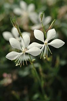 GAURA lindheimeri Ballerina White ('Baltincite'), Beeblossom, Butterfly Flower, Wand Flower