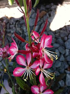 GAURA lindheimeri 'Rosy Jane', Beeblossom, Butterfly Flower, Wand Flower