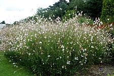 GAURA lindheimeri 'Whirling Butterflies', Beeblossom, Butterfly Flower, Wand Flower