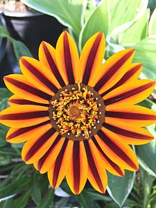 GAZANIA SunBathers 'Tikal', Treasure Flower