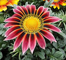 GAZANIA rigens 'Giant Violet Bicolor', Treasure Flower, African Daisy