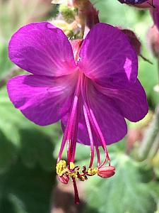 GERANIUM macrorrhizum 'Bevan's Variety', Big Root Geranium, Crane's Bill