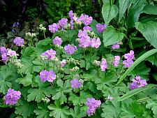 GERANIUM x cantabrigiense 'Cambridge Blue', Crane's Bill