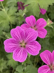 GERANIUM x riversleaianum 'Russell Pritchard', Crane's Bill