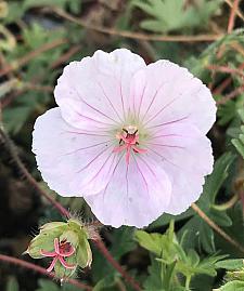 GERANIUM sanguineum var. striatum (lancastriense), Bloody Crane's Bill