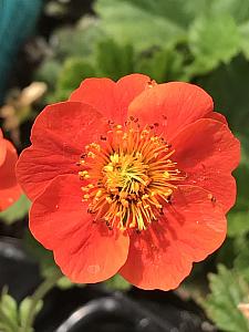 GEUM coccineum 'Koi', Dwarf Grecian Rose, Avens