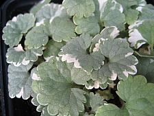 GLECHOMA hederacea 'Variegata', Ground Ivy, Field Balm, Gill-over-the-ground