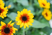 HELIANTHUS annuus Sol Seeker 'Golden Nectar', Sunflower