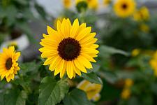 HELIANTHUS annuus Sol Seeker 'Honey', Sunflower