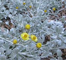 HELICHRYSUM argyrophyllum 'Moe's Gold', Licorice Plant