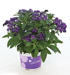 HELIOTROPIUM arborescens 'Poseidon' (syn. 'Poseidon Blue', 'Weshebl'), Common Heliotrope