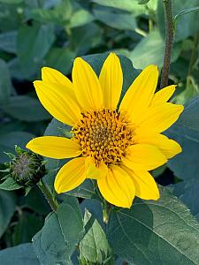 HELIANTHUS x 'SunCatcher', SunCatcher Sunflower