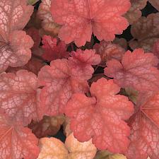 HEUCHERA Heureka 'Amber Lady', Heureka Series, Alum Root, Coral Bells