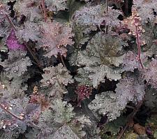 HEUCHERA Heureka 'Black Knight', Heureka Series, Alum Root, Coral Bells