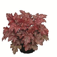 HEUCHERA Heureka 'Chateau Rouge', Heureka Series, Alum Root, Coral Bells