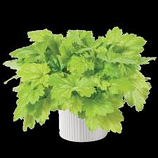 HEUCHERA Kira 'Green Tea', Kira Series, Alum Root, Coral Bells