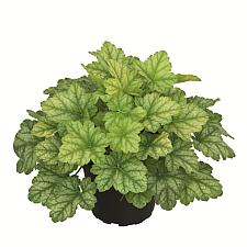 HEUCHERA Heureka 'Lord Lime', Heureka Series, Alum Root, Coral Bells